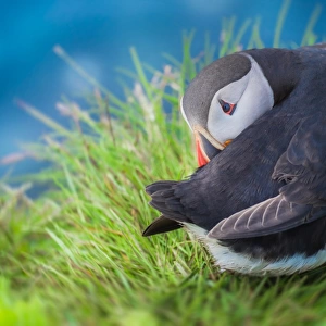 Puffins with shy acting