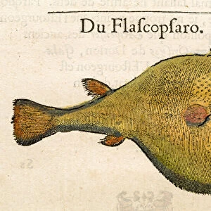 Puffy fish Antique 16th Century illustration