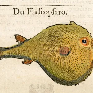16th Century Puffy Fish Print 16th Century Puffy Fish Print