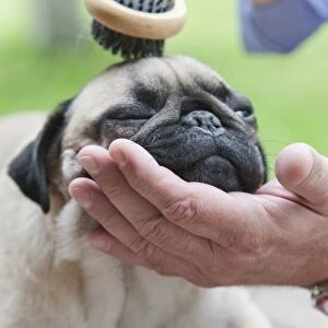 A pug is combed with a brush by its owner, outdoor