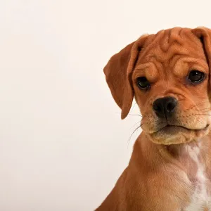 Puggle puppy, portrait