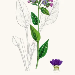 Pulmonaria Print - Original Antique Botanical Illustration Pulmonaria Print - Original Antique Botanical Illustration