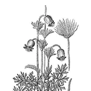 Pulsatilla pratensis (small pasque flower)