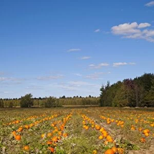 Pumpkins in the field at harvest time, Granby, Eastern Townships, Quebec Province, Canada