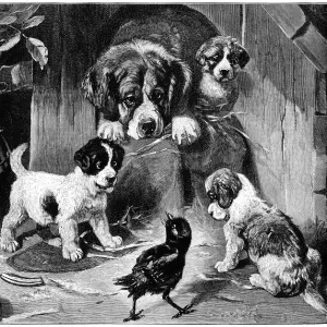 Puppies and their mother looking at a bird Puppies and their mother looking at a bird