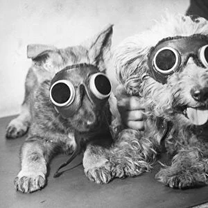Puppy Goggles