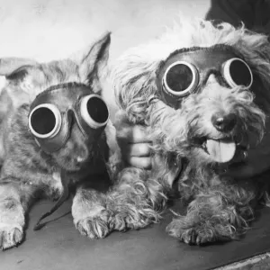 Puppy Goggles Print, 10th January 1949