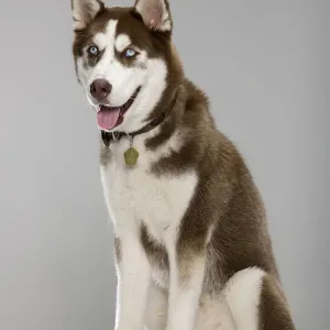 Siberian Husky Portrait Print Siberian Husky Portrait Print