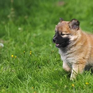 Puppy, Icelandic Sheepdog -Canis lupus familiaris-