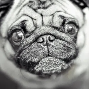 Pug Close-Up Print Pug Close-Up Print