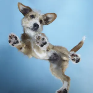 PuppyDance1 PuppyDance1