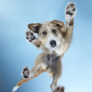 PuppyDance2 Print: Dancing Puppy Standing PuppyDance2 Print: Dancing Puppy Standing