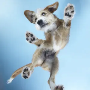 PuppyDance3 Print - Standing Puppy in Dance Pose PuppyDance3 Print - Standing Puppy in Dance Pose