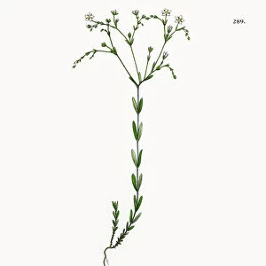 Purging Flax, Linum Catharticum, Victorian Botanical Illustration, 1863