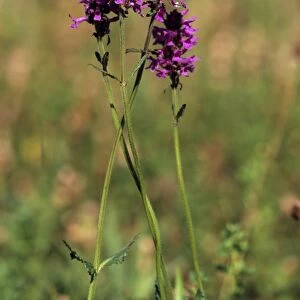 Purple Betony or Bishops Wort (Stachys officinalis)