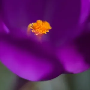 Purple Crocus Purple Crocus