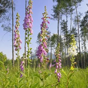Purple foxglove, Ladys glove (Digitalis purpurea), group of blossoms on a forest clearing area in a Scots pine forest (Pinus sylvestris), near Nicklheiml, Bavaria, Germany, Europe