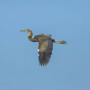 Purple Heron Print, Keoladeo National Park, Rajasthan Purple Heron Print, Keoladeo National Park, Rajasthan