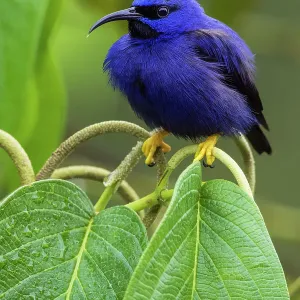 Purple Honeycreeper (Cyanerpes caeruleus) perching on leaf, Trinidad and Tobago