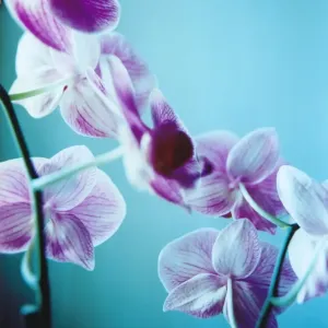 Purple Iris Print, a photograph of an iris flower Purple Iris Print, a photograph of an iris flower