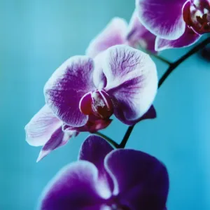Purple Iris Purple Iris