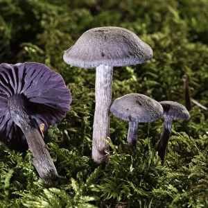 Purple Laccaria Amethystea -Laccaria amethystea-, Untergroeningen, Baden-Wuerttemberg, Germany, Europe