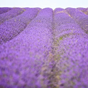 Purple lavender field, Hertfordshire