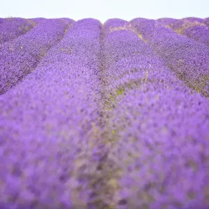 Purple lavender field, Hertfordshire Purple lavender field, Hertfordshire
