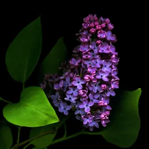 Purple lilacs Purple lilacs
