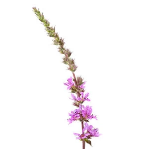 Purple Loosestrife -Lythrum salicaria-, flowering