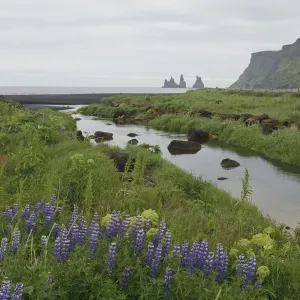 Purple Lupines Print: Coastal River Landscape in Vik, Iceland Purple Lupines Print: Coastal River Landscape in Vik, Iceland