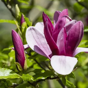 Purple Magnolia Print, Lower Saxony Purple Magnolia Print, Lower Saxony
