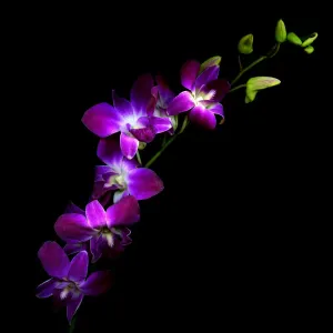 Purple orchids Print on Black Background Purple orchids Print on Black Background