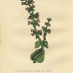 Purple pink sage wildflower Victorian botanical illustration by Anne Pratt