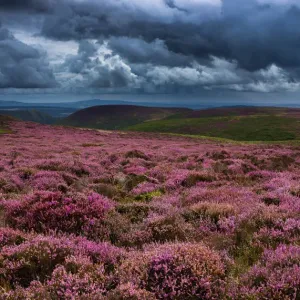 Purple rain Purple rain
