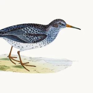 Purple Sandpiper