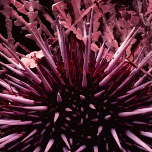 Purple Sea Urchin Underwater Photography Print Purple Sea Urchin Underwater Photography Print