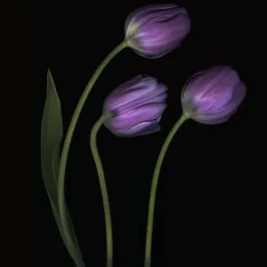 Tulipani Porpora (Tulipa) Tulipani Porpora (Tulipa)