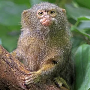 Pygmy Marmoset -Cebuella pygmaea-, captive, Krefeld, North Rhine-Westphalia, Germany
