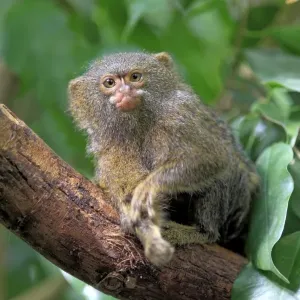 Pygmy Marmoset Print, Cebuella pygmaea Pygmy Marmoset Print, Cebuella pygmaea