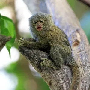 Pygmy Marmoset -Cebuella pygmaea-, captive, Krefeld, North Rhine-Westphalia, Germany