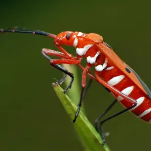 Pyrrhocoridae Pyrrhocoridae