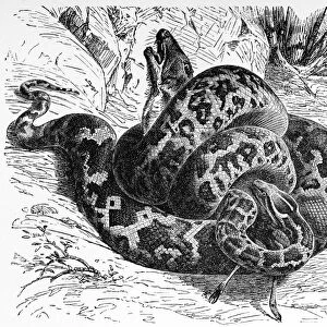 Python molurus (Yellow burmese python)