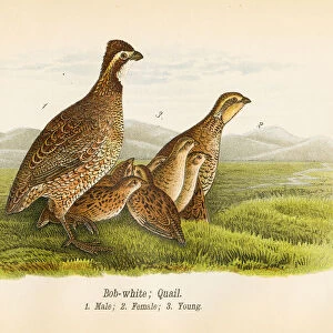 Quail bird lithograph 1890