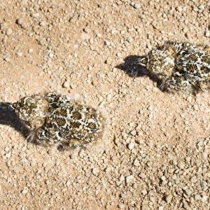 Quail -Coturnix coturnix-, two chicks sitting on a gravel road, Namibia