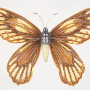 Queen Alexandra's Birdwing Print