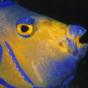 Queen Angelfish Queen Angelfish