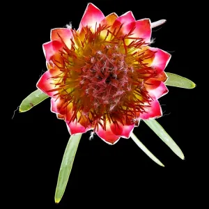 Queen Protea Top Queen Protea Top
