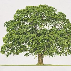 Quercus Robar, Common Oak tree
