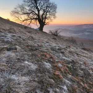 Early Spring Print: Witch Beech Tree at RhAon Sunrise